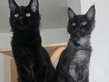 2 chatons femelles Maine Coons LOOF nées en avril 2025 disponibles à la vente