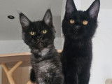 2 chatons femelles Maine Coons LOOF nées en avril 2025 disponibles à la vente