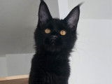 2 chatons femelles Maine Coons LOOF nées en avril 2025 disponibles à la vente
