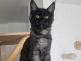 2 chatons femelles Maine Coons LOOF nées en avril 2025 disponibles à la vente