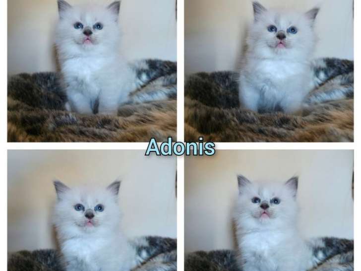 À réserver, 6 chatons Ragdolls LOOF nés en août 2025, 4 mâles et 2 femelles