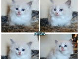 À réserver, 6 chatons Ragdolls LOOF nés en août 2025, 4 mâles et 2 femelles