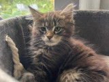 4 chatons Maine Coons LOOF à vendre