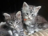 4 chatons Maine Coons LOOF à vendre
