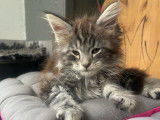 4 chatons Maine Coons LOOF à vendre