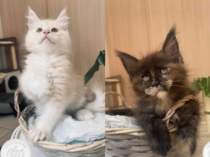 5 chatons Maine Coons LOOF, 4 mâles et 1 femelle disponibles à la vente