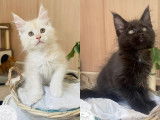 5 chatons Maine Coons LOOF, 4 mâles et 1 femelle disponibles à la vente