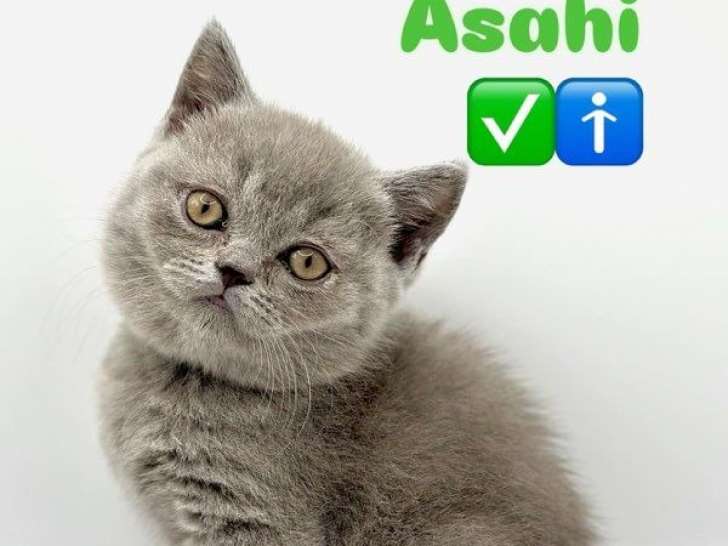 À réserver, 5 chatons British Shorthairs LOOF nés en juillet 2025, 2 mâles et 3 femelles