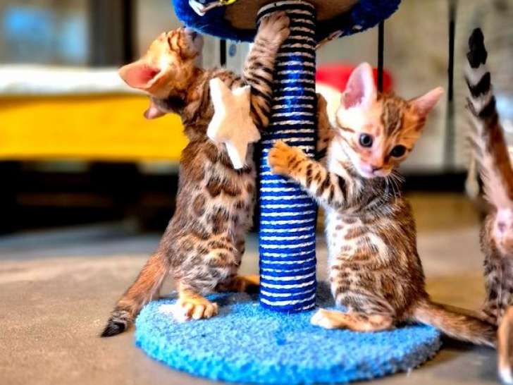Chaton femelle Bengal LOOF née en juillet 2025 disponible à la réservation