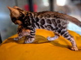 Chaton femelle Bengal LOOF née en juillet 2025 disponible à la réservation