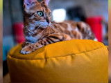 Chaton femelle Bengal LOOF née en juillet 2025 disponible à la réservation