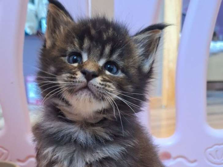 À réserver, 2 chatons Maine Coons LOOF, nés en août 2025