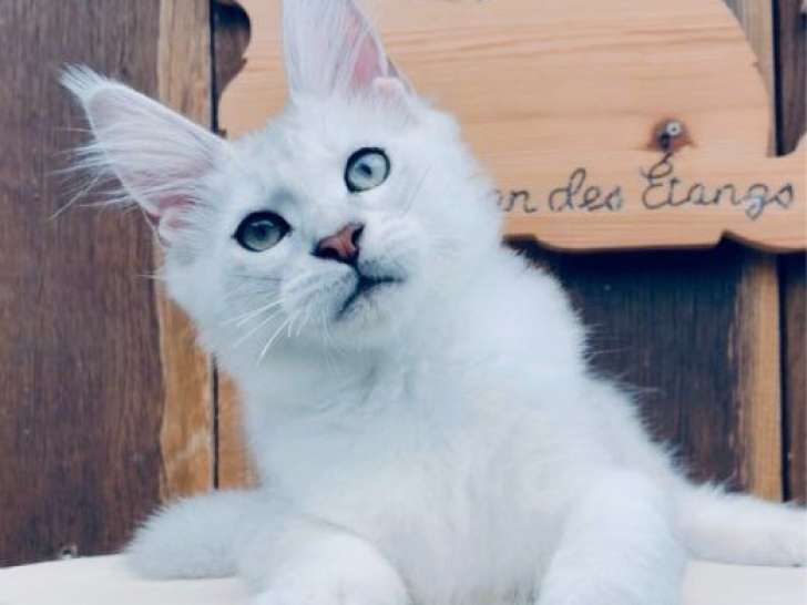 Chaton femelle Maine Coon LOOF black silver shaded, né en mai 2025 mis en vente