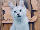 Chaton femelle Maine Coon LOOF black silver shaded, né en mai 2025 mis en vente