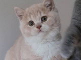 À réserver, 4 chatons British Shorthairs LOOF nés en septembre 2025