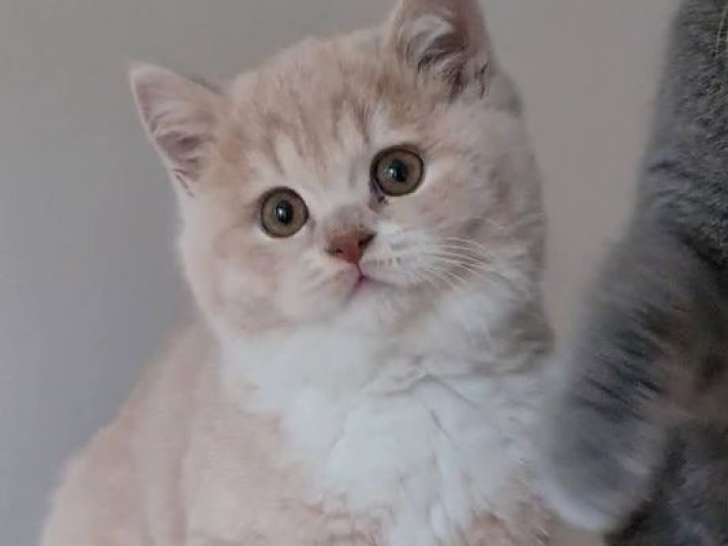 À réserver, 4 chatons British Shorthairs LOOF nés en septembre 2025