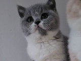 À réserver, 4 chatons British Shorthairs LOOF nés en septembre 2025