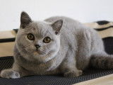 À réserver, 4 chatons British Shorthairs LOOF nés en septembre 2025