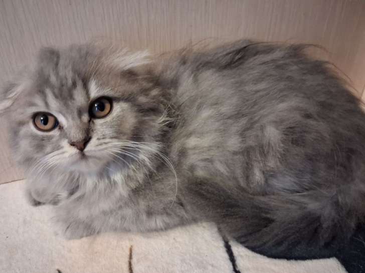Une chatonne Highland Fold bleue LOOF née en juin 2025 à vendre