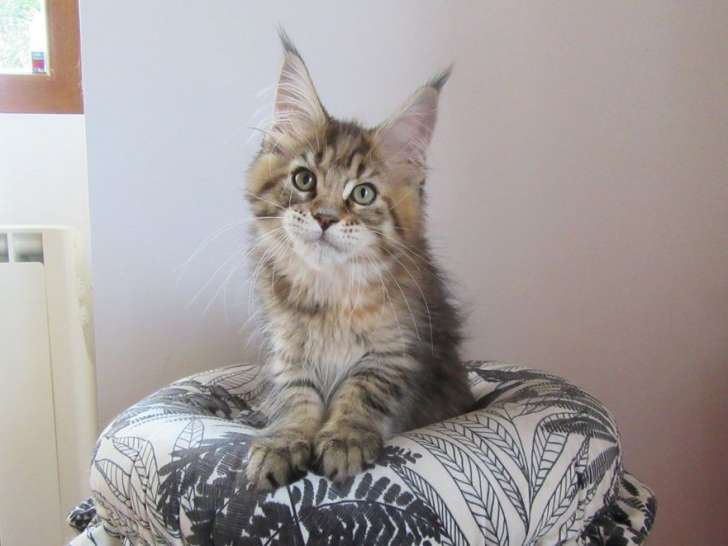 4 chatonnes Maine Coons LOOF nées en mai 2025 à vendre
