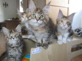 4 chatonnes Maine Coons LOOF nées en mai 2025 à vendre