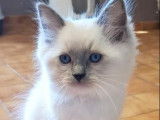 À réserver, 1 chaton mâle Ragdoll LOOF de juin 2025