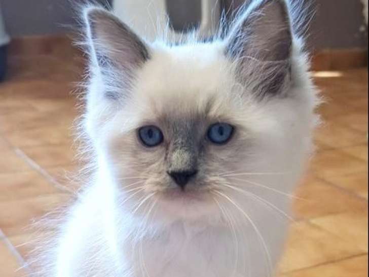 À réserver, 1 chaton mâle Ragdoll LOOF de juin 2025