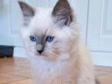 À réserver, 1 chaton mâle Ragdoll LOOF de juin 2025