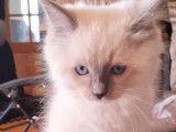 À réserver, 1 chaton mâle Ragdoll LOOF de juin 2025