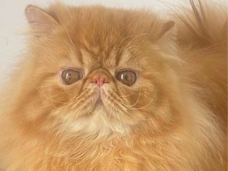 Chat Pur Persan LOOF et CFA à vendre