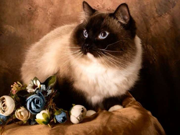 Disponible à la saillie, un chat Ragdoll LOOF