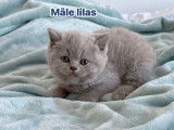 3 adorables chatons British Shorthairs LOOF à vendre