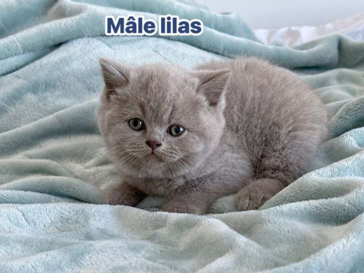 3 adorables chatons British Shorthairs LOOF à vendre