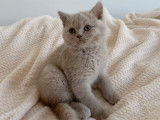 3 adorables chatons British Shorthairs LOOF à vendre