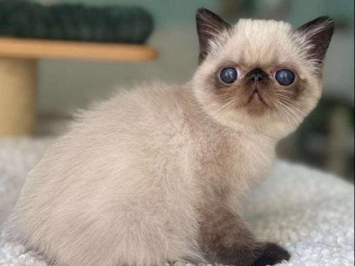 3 chatons Exotic Shorthairs colourpoint LOOF à vendre, nés le 2 juin 2025