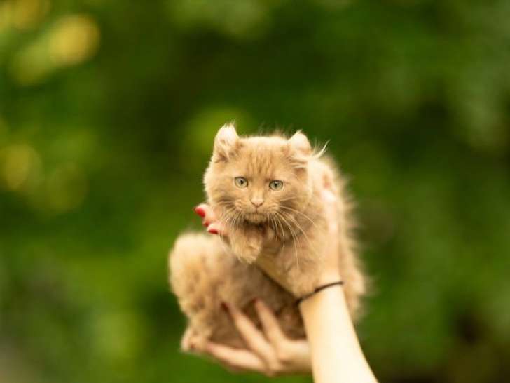 Chatons de type Highlander à vendre (2 femelles & 3 mâles)