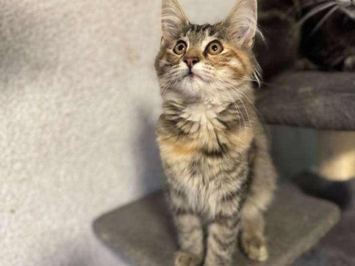 3 chatons femelles Norvégiens à vendre, nées en mai 2025, LOOF