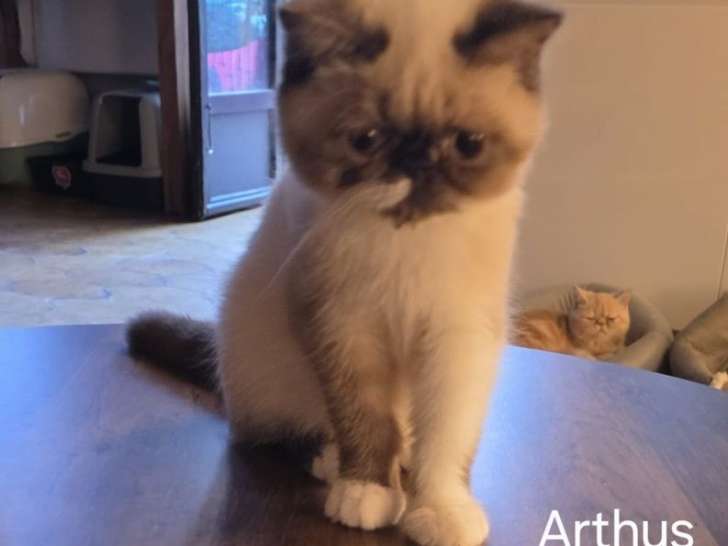 À vendre, 3 chatons Exotic Shorthairs mâles d’avril 2025