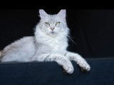 Chatte Maine Coon LOOF à vendre, née en septembre 2021