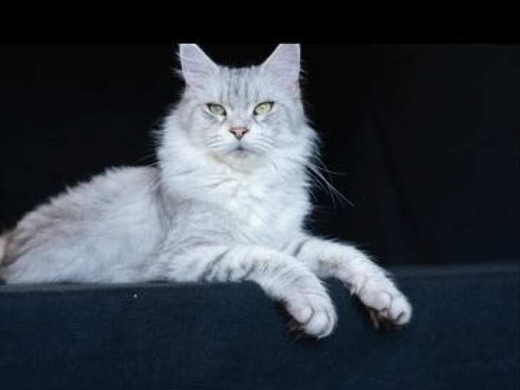 Chatte Maine Coon LOOF à vendre, née en septembre 2021