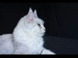 Chatte Maine Coon LOOF à vendre, née en septembre 2021