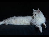 Chatte Maine Coon LOOF à vendre, née en septembre 2021
