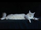 Chatte Maine Coon LOOF à vendre, née en septembre 2021