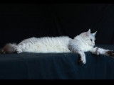 Chatte Maine Coon LOOF à vendre, née en septembre 2021