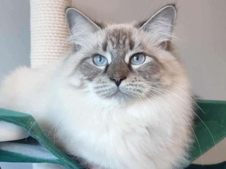 Chat Sibérien disponible pour saillie, né en mars 2024, seal tabby point, LOOF