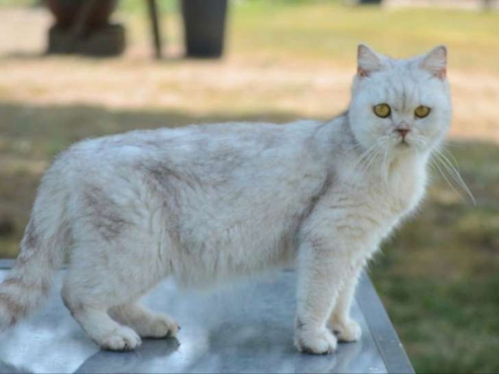 Chatte British Shorthair LOOF à vendre, née en avril 2019, fawn spotted tabby