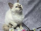 3 chatons Sacrés de Birmanie à vendre, nés en avril 2025, LOOF 3 mâles et 1 femelle disponibles