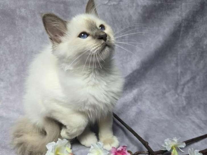3 chatons Sacrés de Birmanie à vendre, nés en avril 2025, LOOF 3 mâles et 1 femelle disponibles
