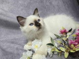 3 chatons Sacrés de Birmanie à vendre, nés en avril 2025, LOOF 3 mâles et 1 femelle disponibles
