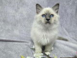 3 chatons Sacrés de Birmanie à vendre, nés en avril 2025, LOOF 3 mâles et 1 femelle disponibles